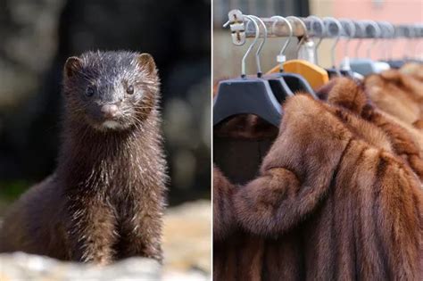 Shoppers being sold 'fake fur' that is actually real in 'ongoing scandal'.